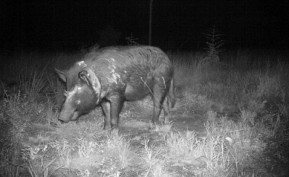 A feral pig wearing a tracking collar. 